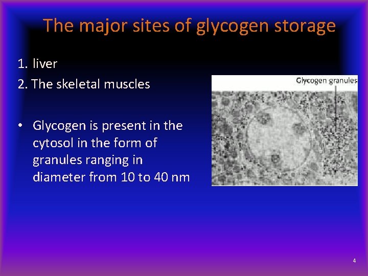 The major sites of glycogen storage 1. liver 2. The skeletal muscles • Glycogen