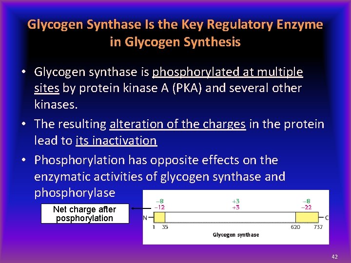 Glycogen Synthase Is the Key Regulatory Enzyme in Glycogen Synthesis • Glycogen synthase is