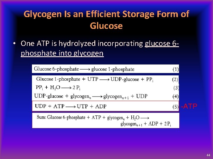 Glycogen Is an Efficient Storage Form of Glucose • One ATP is hydrolyzed incorporating