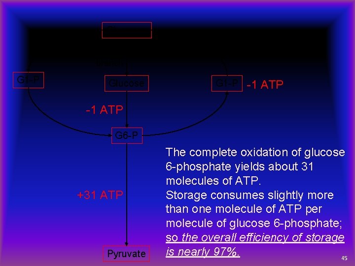 90% Glycogen 10% branch G 1 -P Glucose G 1 -P -1 ATP G