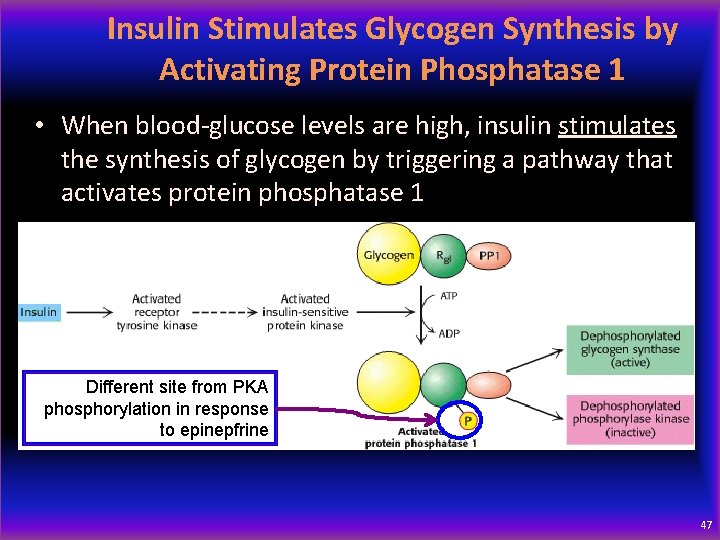 Insulin Stimulates Glycogen Synthesis by Activating Protein Phosphatase 1 • When blood-glucose levels are