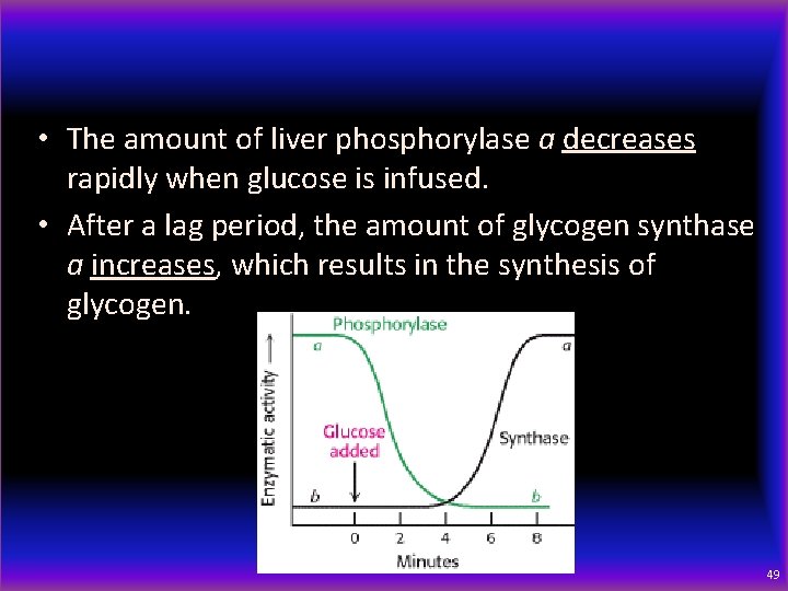  • The amount of liver phosphorylase a decreases rapidly when glucose is infused.