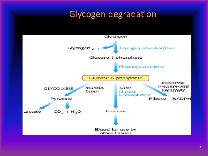 Glycogen degradation 7 