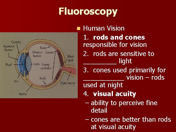 Fluoroscopy n Human Vision 1. rods and cones responsible for vision 2. rods are