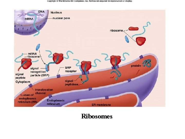 Ribosomes 