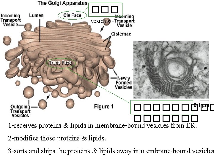 ��� vesicles ������� 1 -receives proteins & lipids in membrane-bound vesicles from ER. 2