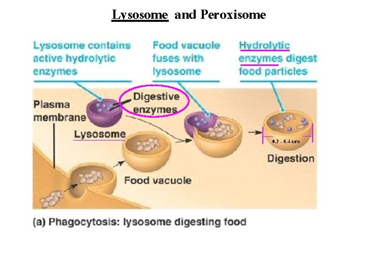 Lysosome and Peroxisome 