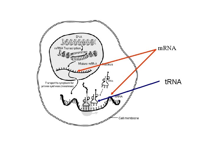 m. RNA t. RNA 