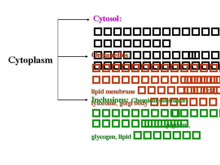 Cytosol: Cytoplasm ������� Organelles: �������������� ���� lipid membrane ����� ER, Inclusions: substances lysosome, golgi.