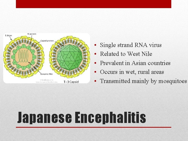  • • • Single strand RNA virus Related to West Nile Prevalent in