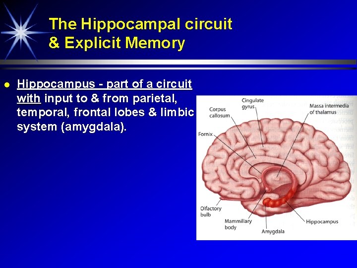 The Hippocampal circuit & Explicit Memory Hippocampus - part of a circuit with input