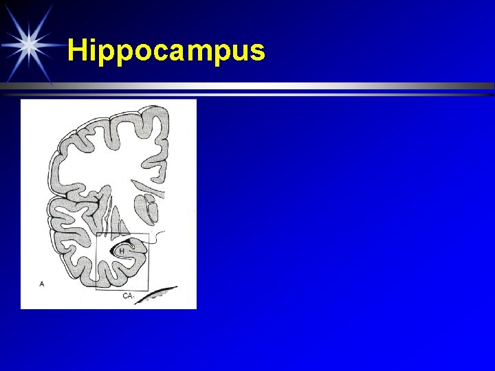 Hippocampus 