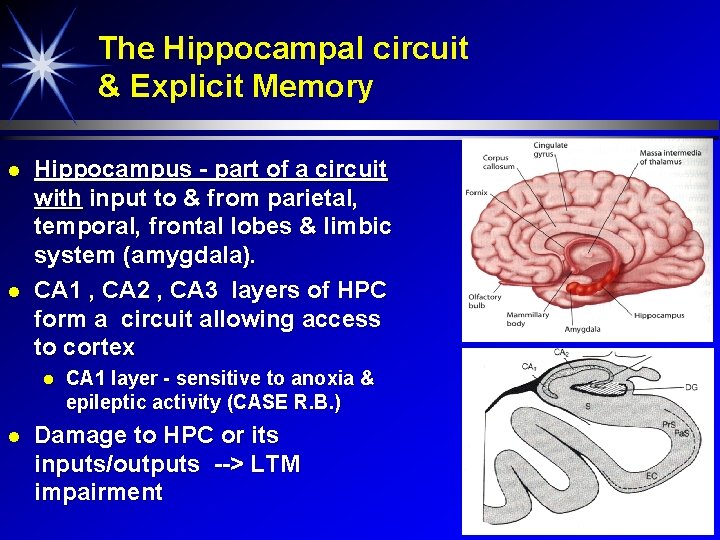 The Hippocampal circuit & Explicit Memory Hippocampus - part of a circuit with input