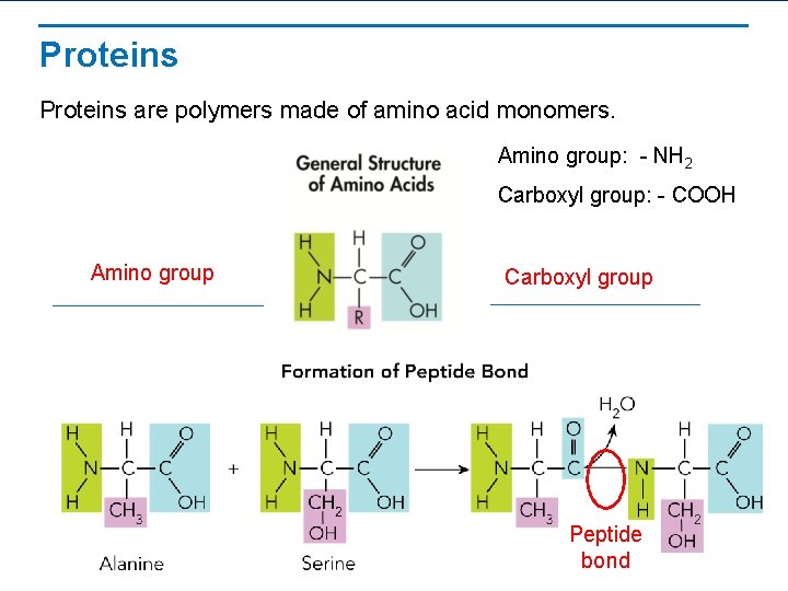 Proteins are polymers made of amino acid monomers. Amino group: - NH 2 Carboxyl