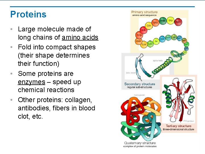 Proteins • Large molecule made of long chains of amino acids • Fold into