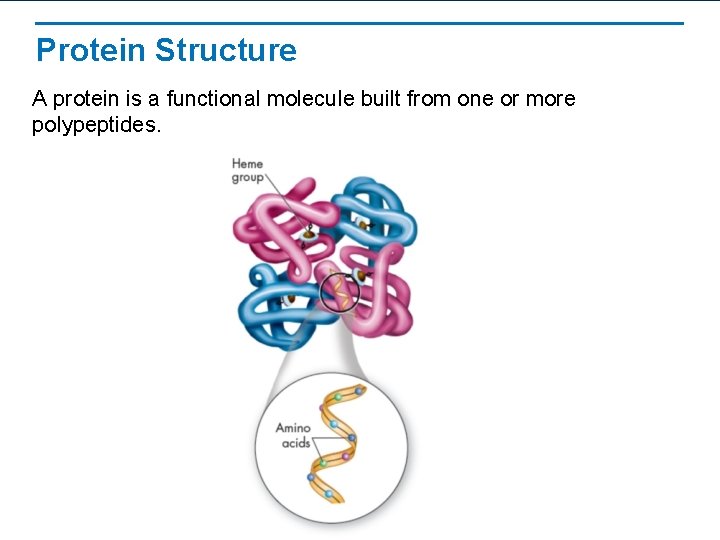 Protein Structure A protein is a functional molecule built from one or more polypeptides.