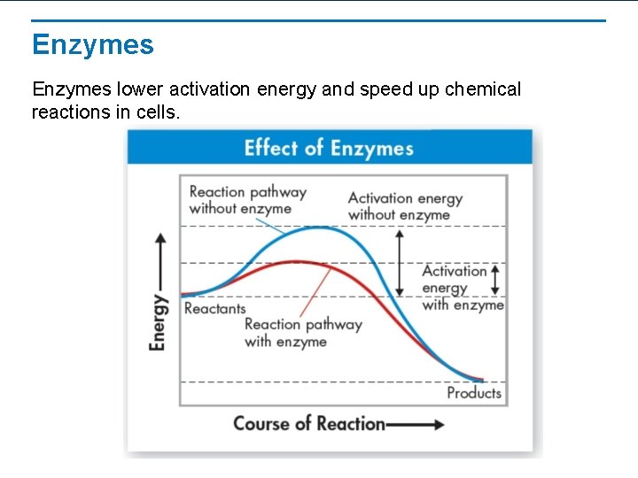 Enzymes lower activation energy and speed up chemical reactions in cells. 