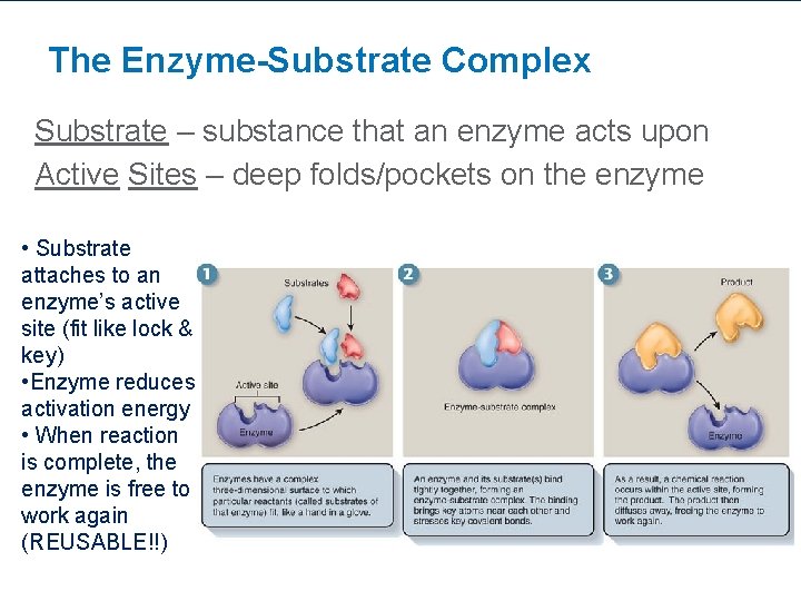 The Enzyme-Substrate Complex Substrate – substance that an enzyme acts upon Active Sites –