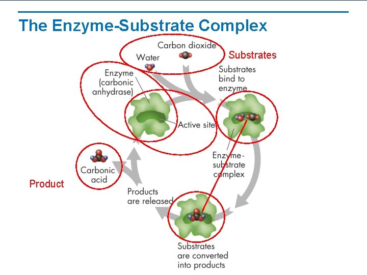 The Enzyme-Substrate Complex Substrates Product 
