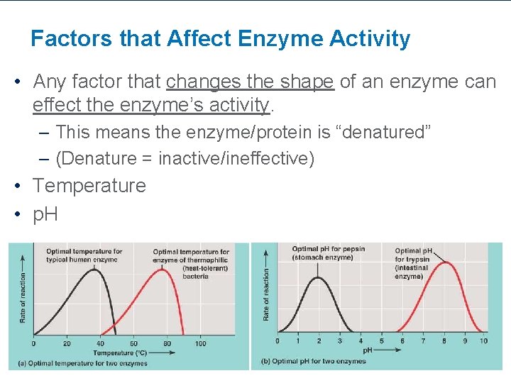 Factors that Affect Enzyme Activity • Any factor that changes the shape of an