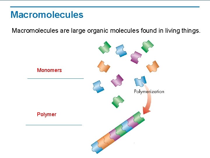 Macromolecules are large organic molecules found in living things. Monomers Polymer 