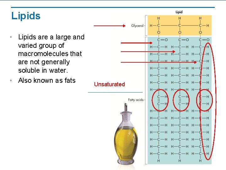 Lipids • Lipids are a large and varied group of macromolecules that are not