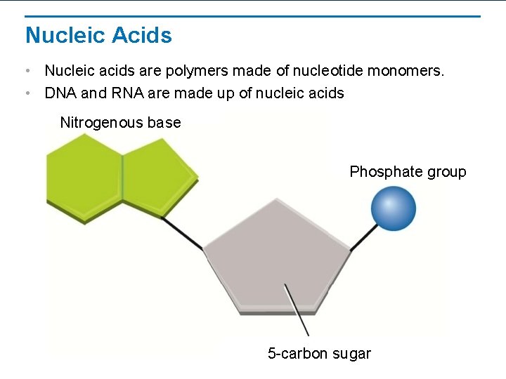 Nucleic Acids • Nucleic acids are polymers made of nucleotide monomers. • DNA and