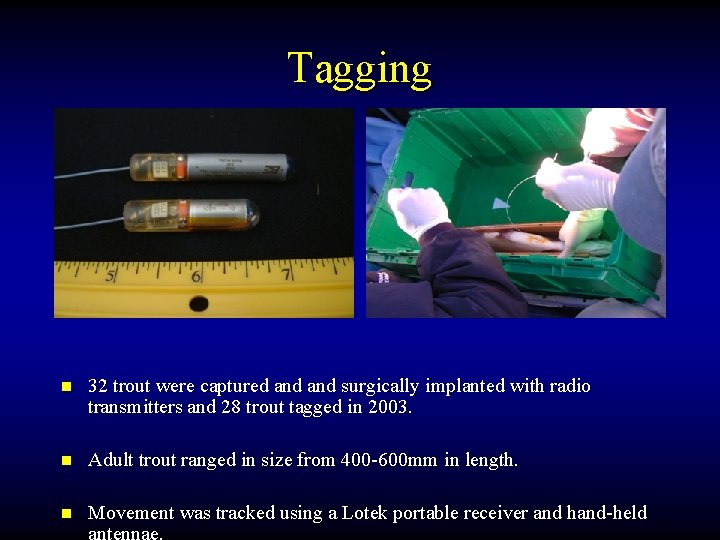 Tagging n 32 trout were captured and surgically implanted with radio transmitters and 28