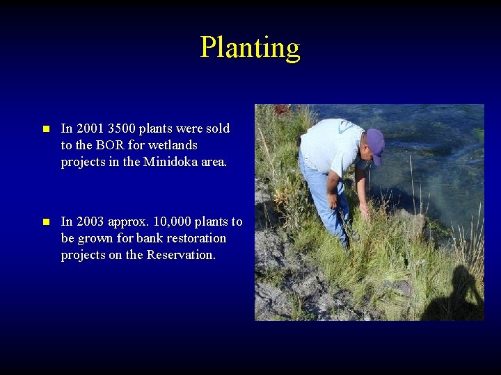 Planting n In 2001 3500 plants were sold to the BOR for wetlands projects