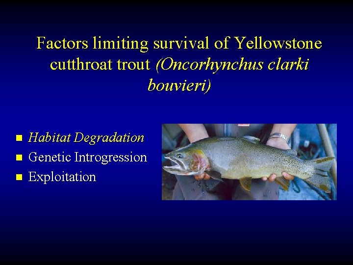 Factors limiting survival of Yellowstone cutthroat trout (Oncorhynchus clarki bouvieri) n n n Habitat