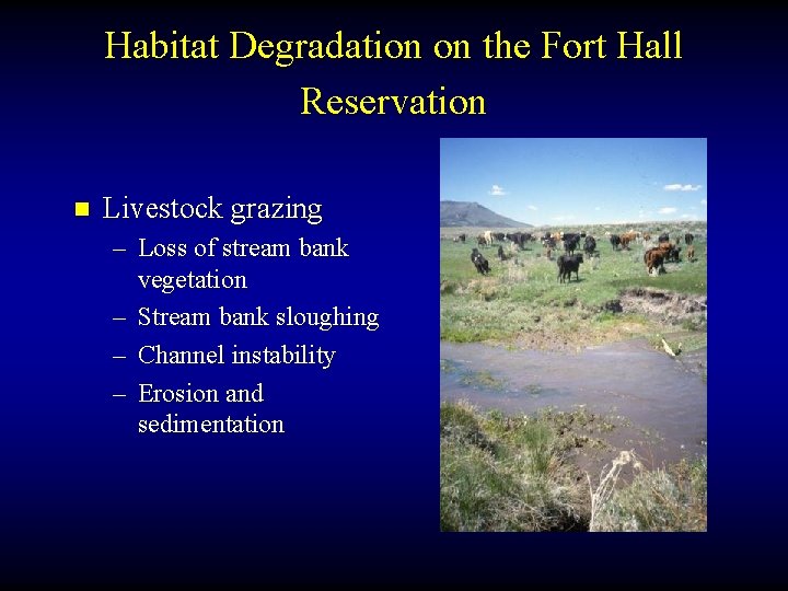 Habitat Degradation on the Fort Hall Reservation n Livestock grazing – Loss of stream