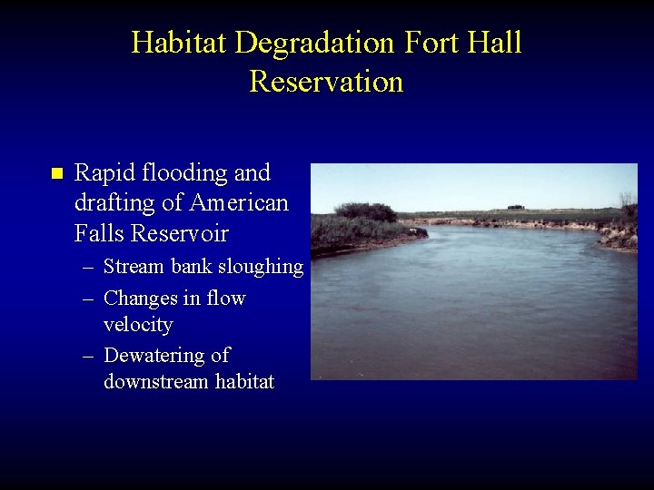 Habitat Degradation Fort Hall Reservation n Rapid flooding and drafting of American Falls Reservoir