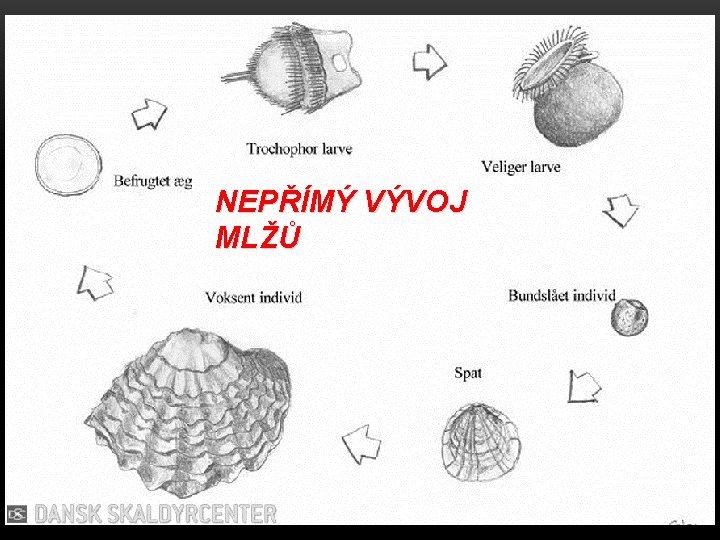 NEPŘÍMÝ VÝVOJ MLŽŮ 