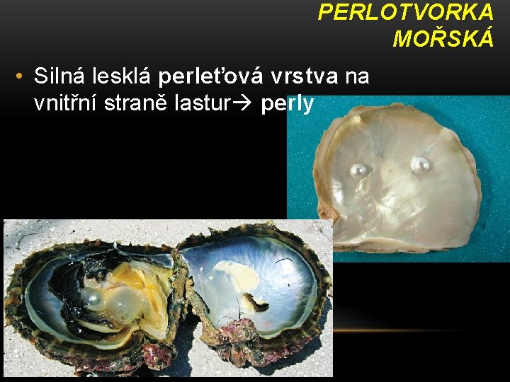 PERLOTVORKA MOŘSKÁ • Silná lesklá perleťová vrstva na vnitřní straně lastur perly 