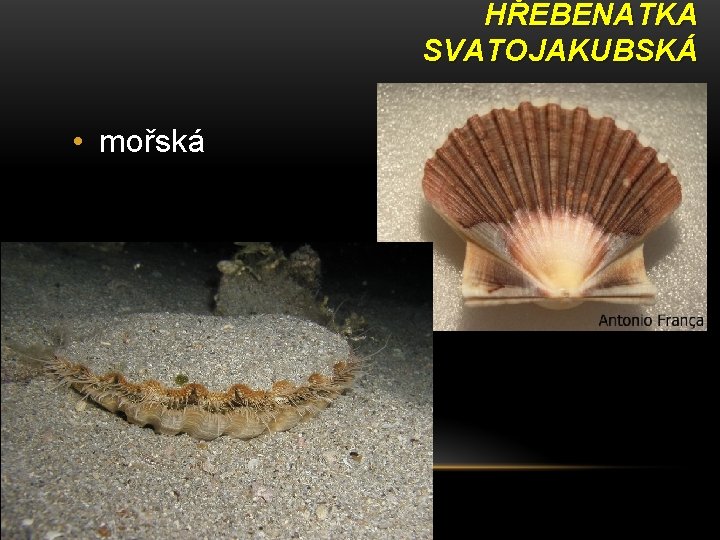 HŘEBENATKA SVATOJAKUBSKÁ • mořská 