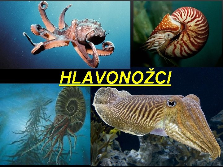 HLAVONOŽCI 