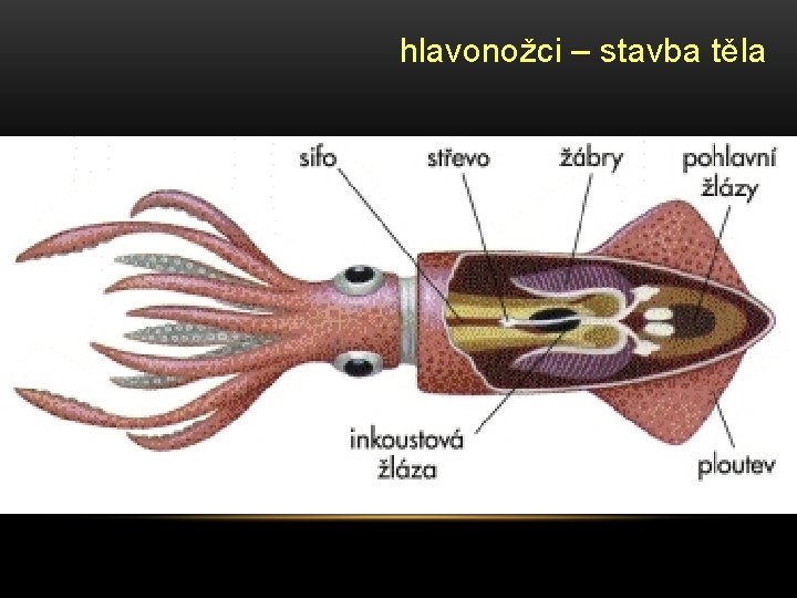 hlavonožci – stavba těla 