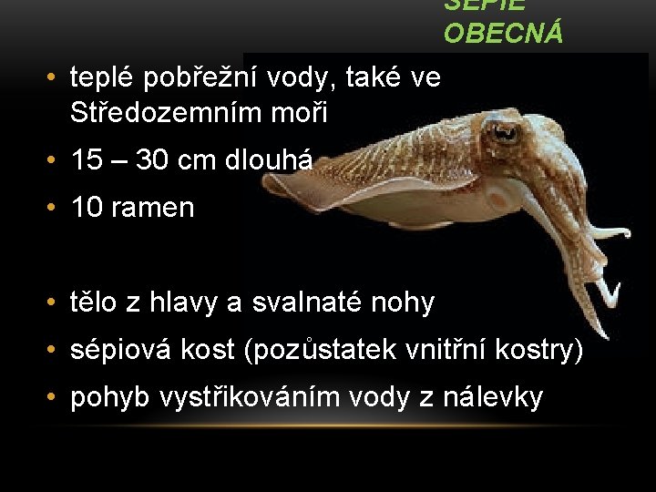 SÉPIE OBECNÁ • teplé pobřežní vody, také ve Středozemním moři • 15 – 30