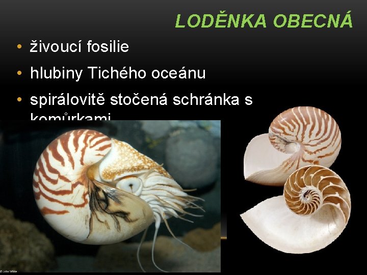 LODĚNKA OBECNÁ • živoucí fosilie • hlubiny Tichého oceánu • spirálovitě stočená schránka s