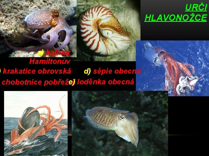 a) kalmar Hamiltonův ) krakatice obrovská d) sépie obecná e) loděnka obecná chobotnice pobřežní