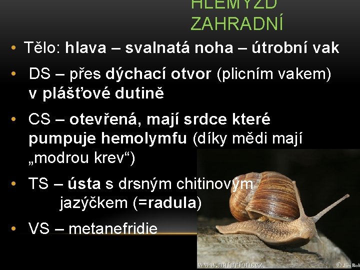 HLEMÝŽĎ ZAHRADNÍ • Tělo: hlava – svalnatá noha – útrobní vak • DS –