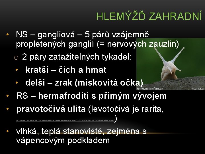 HLEMÝŽĎ ZAHRADNÍ • NS – gangliová – 5 párů vzájemně propletených ganglií (= nervových