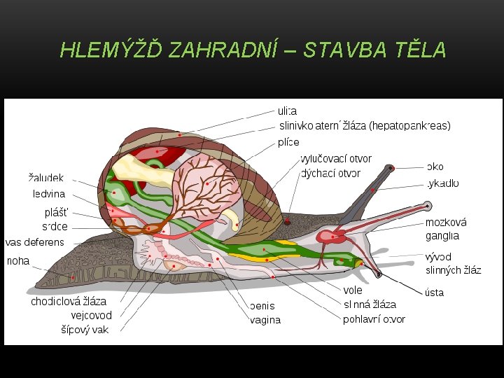 HLEMÝŽĎ ZAHRADNÍ – STAVBA TĚLA 