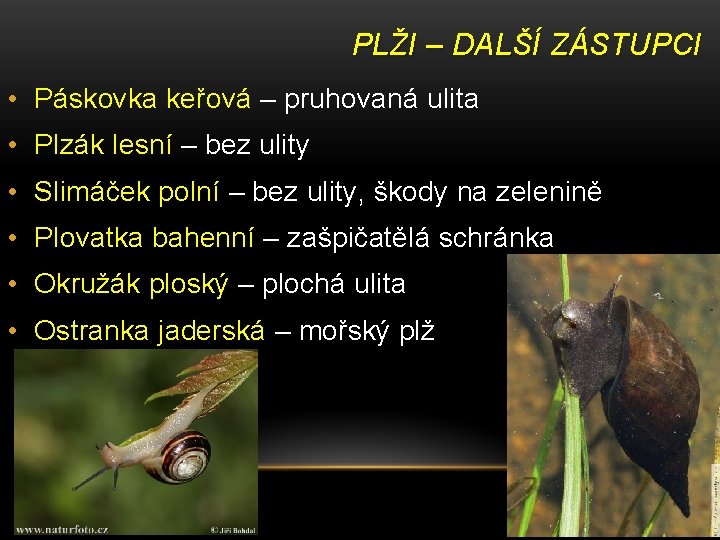 PLŽI – DALŠÍ ZÁSTUPCI • Páskovka keřová – pruhovaná ulita • Plzák lesní –