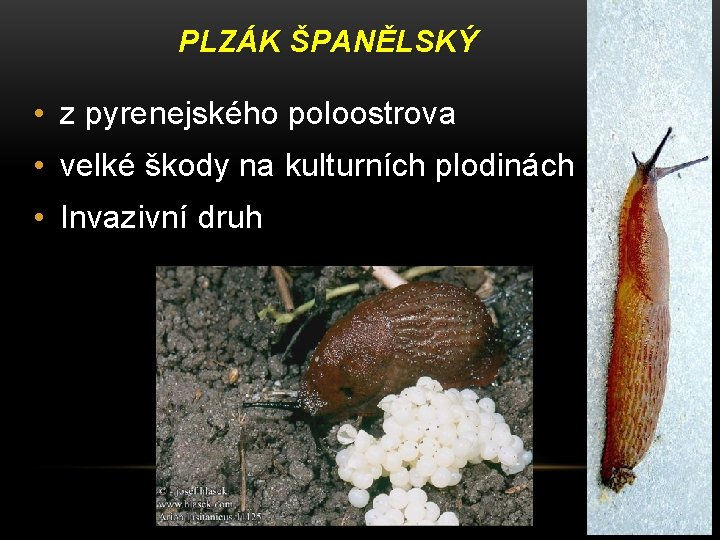 PLZÁK ŠPANĚLSKÝ • z pyrenejského poloostrova • velké škody na kulturních plodinách • Invazivní