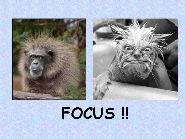 FOCUS !! 