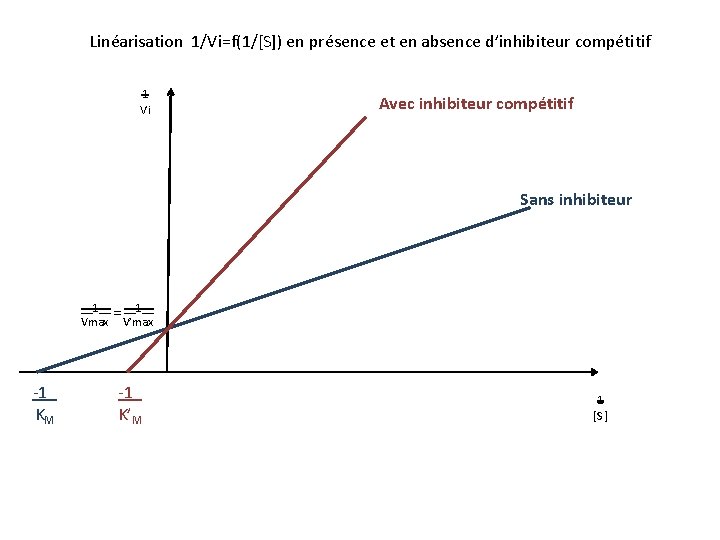 Linéarisation 1/Vi=f(1/[S]) en présence et en absence d’inhibiteur compétitif 1 Vi Avec inhibiteur compétitif