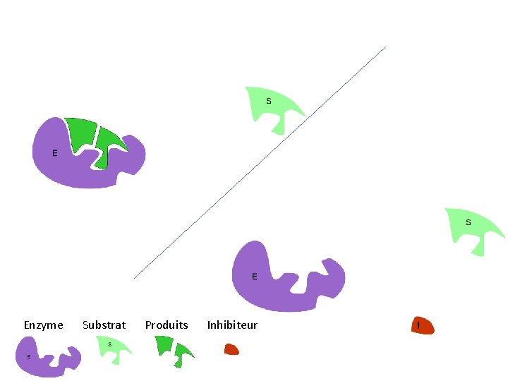 Enzyme Substrat Produits Inhibiteur 