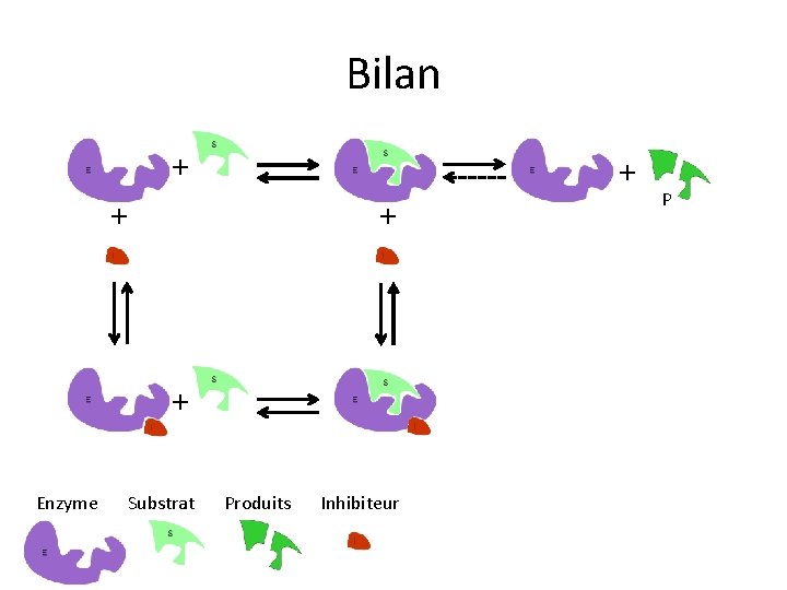 Bilan + + + Enzyme Substrat Produits Inhibiteur P 