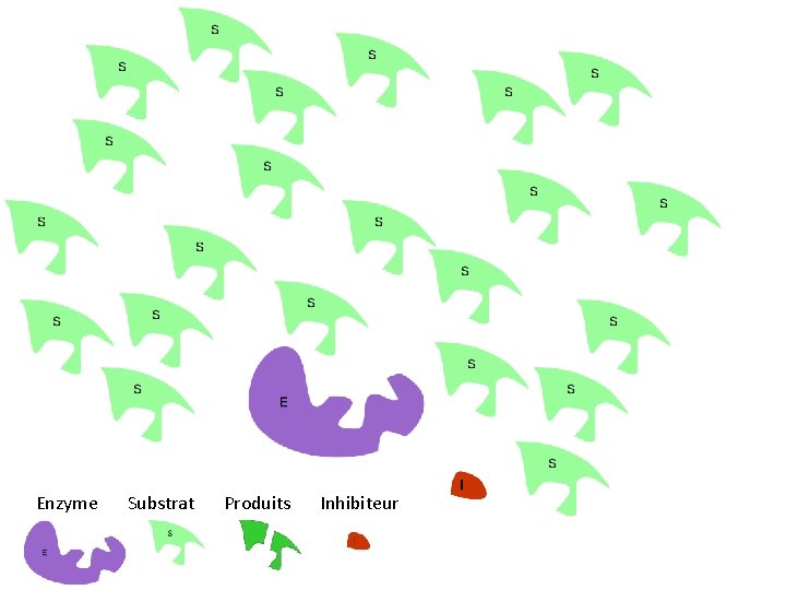 Enzyme Substrat Produits Inhibiteur 